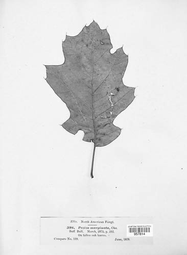 Lachnum marginatum image